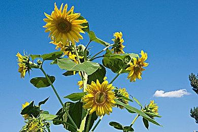 《魔女之泉R》大型更新免费上线多平台 特别好评美少女RPG