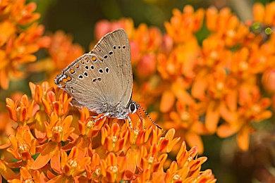 《魔法使之夜》PS4＆NS重制版发行日期及预告片公布